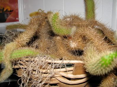 Closeup of strange cactus