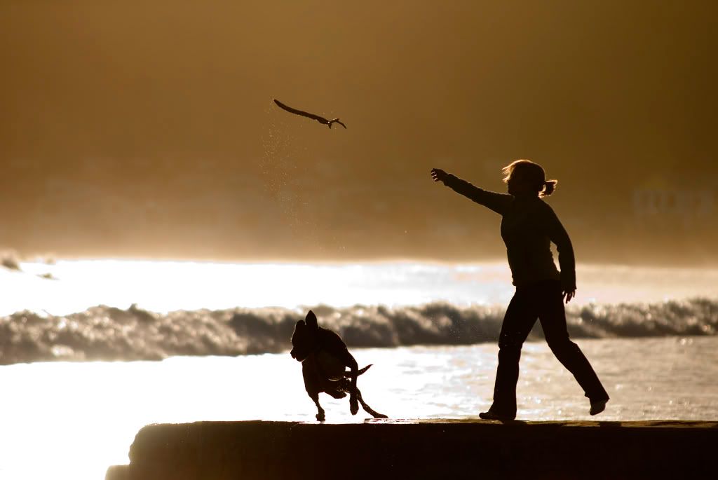 woman and dog at beach Pictures, Images and Photos