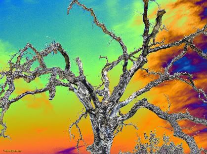 Psychedelic Tree Pictures, Images and Photos