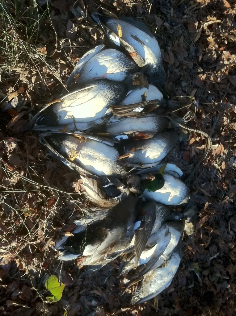 Gulf mountain WMA Arkansas Hunting