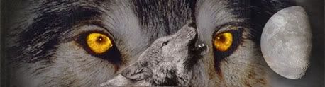 wolf eyes Pictures, Images and Photos