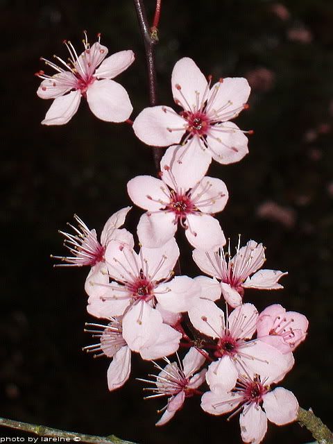 Cherries Flower