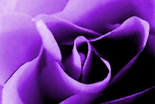 purple Pictures, Images and Photos