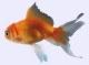 Gold fish y Peces de agua fria Gold fish y Peces de agua fria