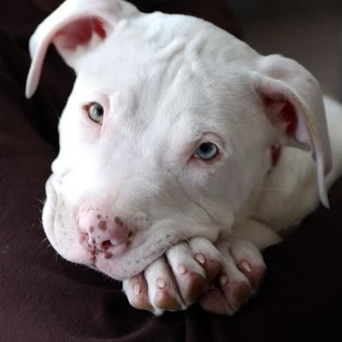  Bull Puppies on White Pitbull Graphics Code   White Pitbull Comments   Pictures