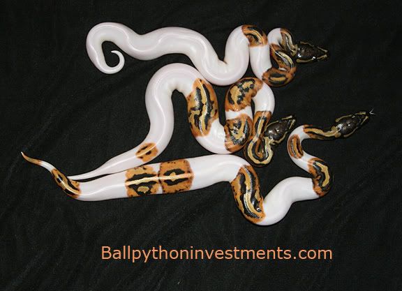 Ball Python Investments.com