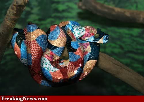 quilt snake Pictures, Images and Photos