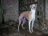 th_puppys051.jpg