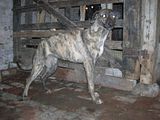 th_puppys056.jpg
