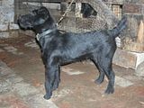 th_puppys077.jpg