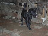 th_puppys078.jpg
