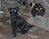 th_puppys083-1.jpg