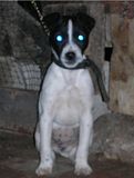 th_puppys087-1.jpg