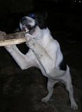 th_puppys091.jpg