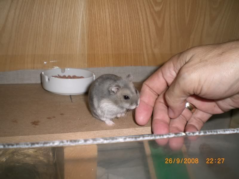 Billede