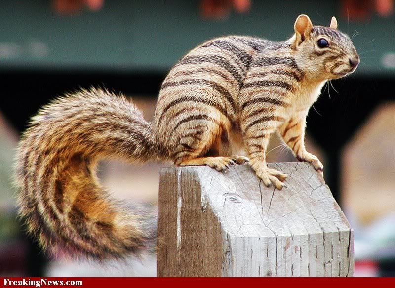 Tiger Squirrel Photo by pinkpandachan16 | Photobucket