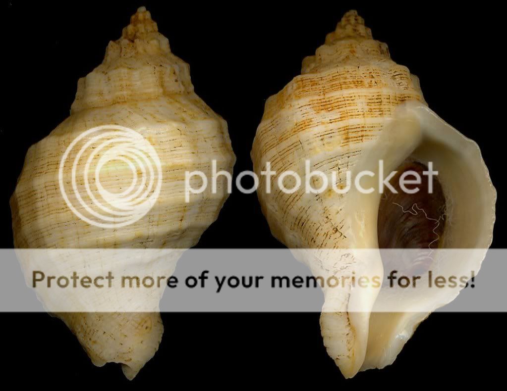 BestShells Xanthochorus Cassidiformis 66.52 mm Fine ++  